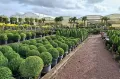 Plantes Topiaires