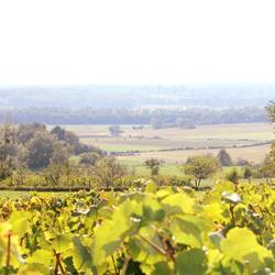Domaine ROLET Patrick