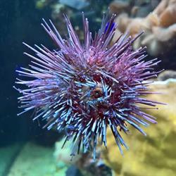 Aquarium ADP Orly