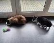 Garde chats