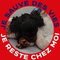 Avis