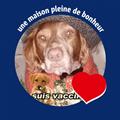 Avis