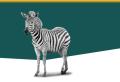 le zebre