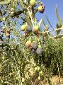 Alexandrine SAINT OLIVE