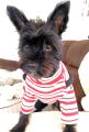 LE STYLE DOG